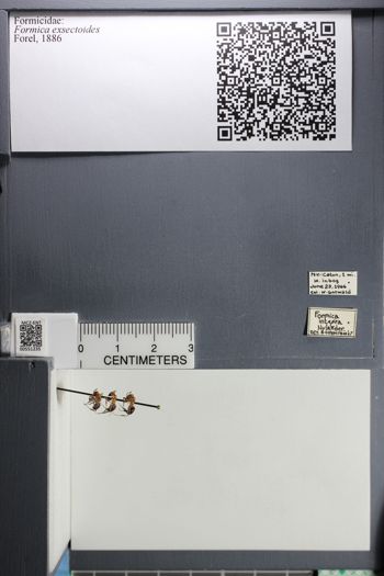 Media type: image;   Entomology 551235